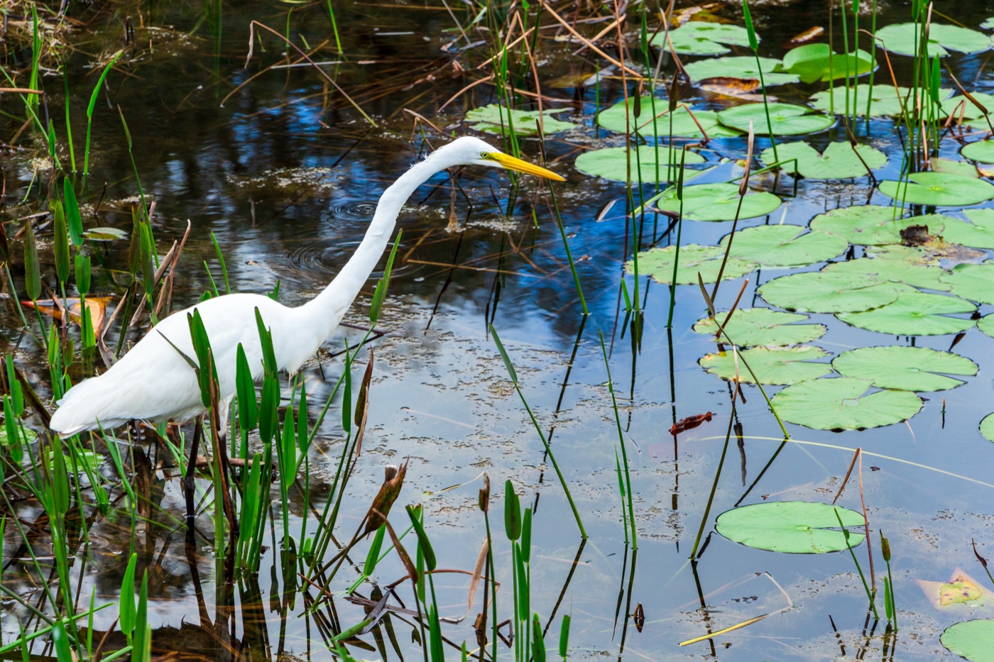 Nature & preserves — Cape Haze